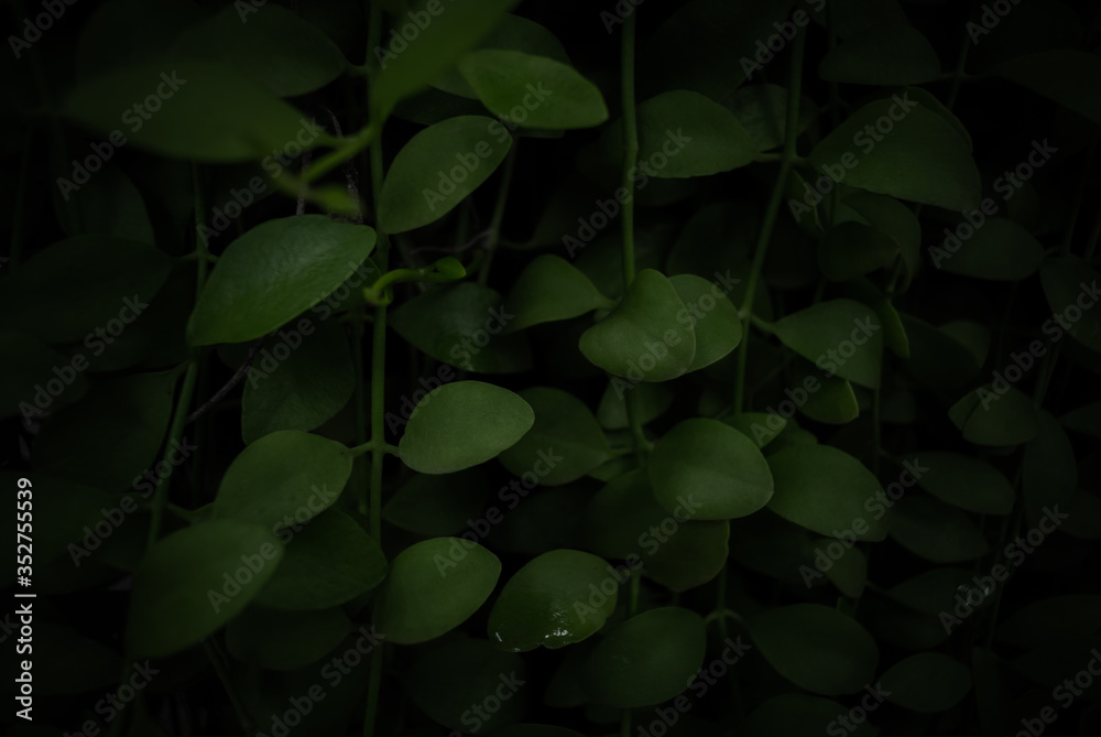 Dark tone green leaves background Dark tone green leaves background