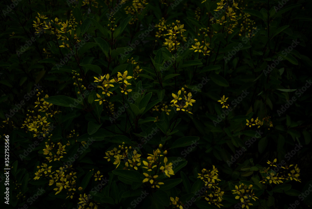 yellow fowers and green leaves yellow fowers and green leaves
