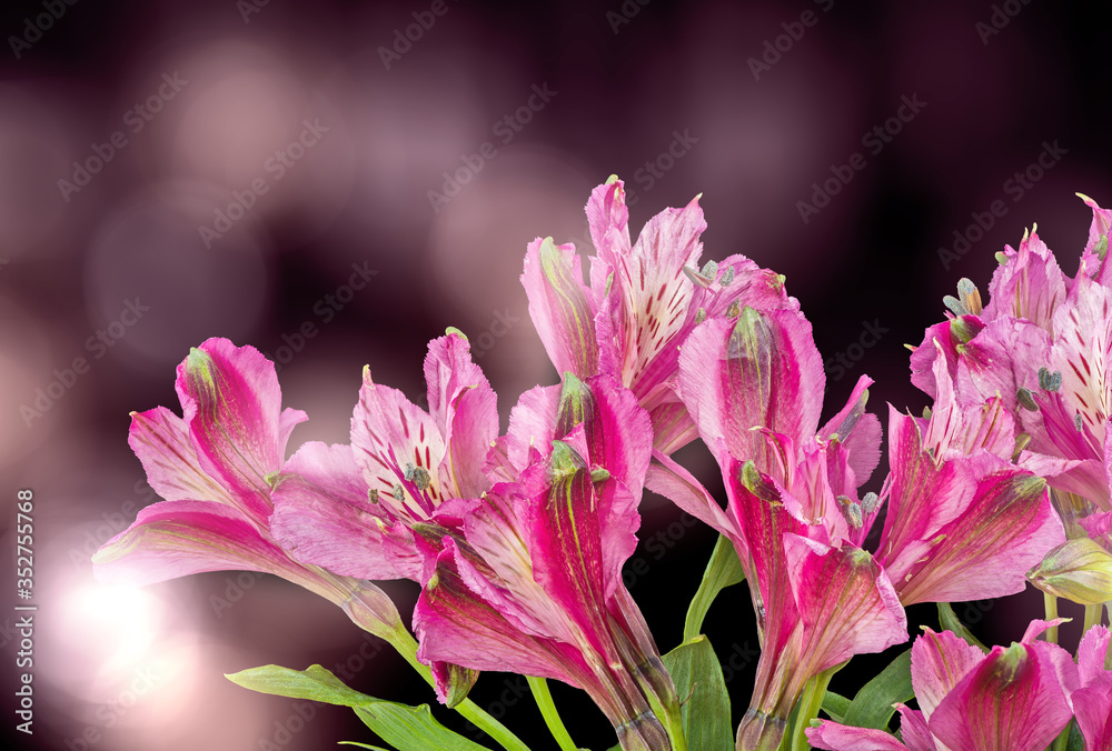 lilac freesia flowers group on brigh black lilac freesia flowers group on brigh black
