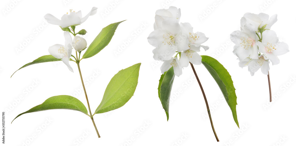 Fototapeta premium jasmin three branches with green leaves and white blooms