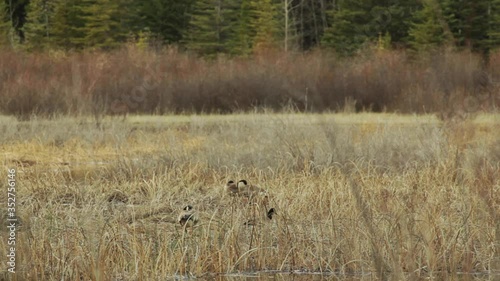 Geese grooming in the tall dry graass photo