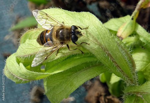 Abeille du jardin