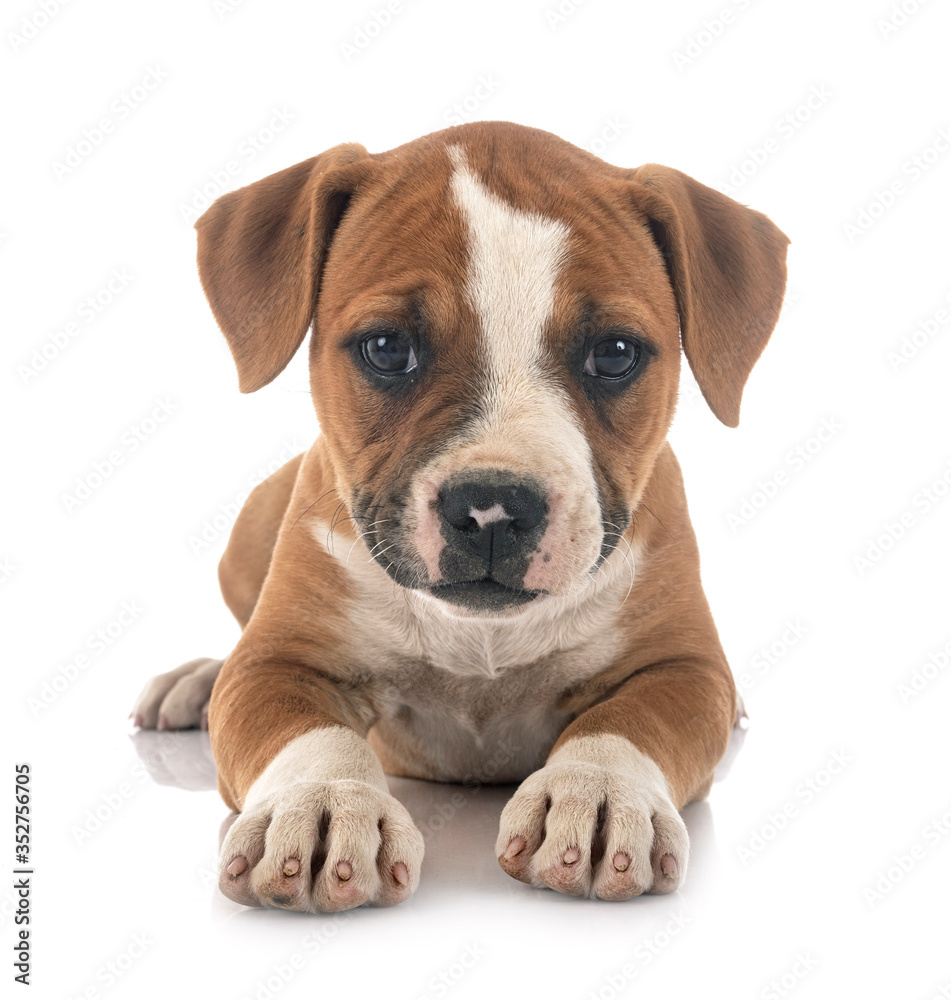 puppy american bulldog