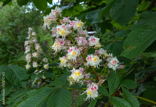 Beatifull blossoming horse chestnuts or Conker tree(Aesculus hippocastanum)