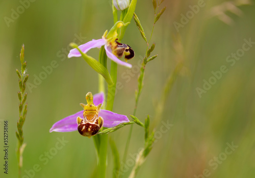 Orquídea abeja, Flor de la abeja, Abejera
(Ophrys apifera)