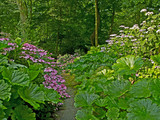 Flowering Hydrangeas and Gunnera at the enterance to the 'Species Underwood' at a French Country House woodland garden