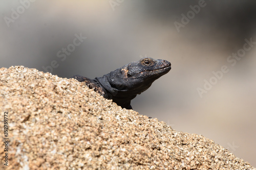 chuckwalla head