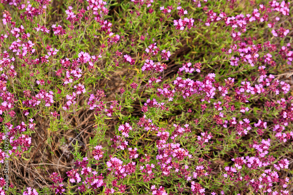 Purple wild thyme flowers on a meadow