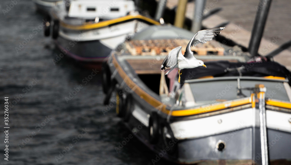 イタリア ベネチアの運河の上を飛ぶかカモメ