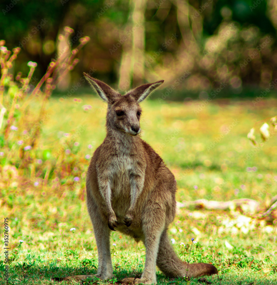 kangaroo in the grass