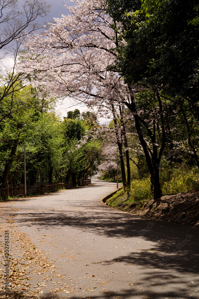 japan sakura　：桜の咲く風景・大阪服部緑地