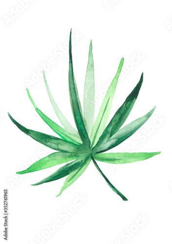 Tropical leave watercolor. Hand painted abstract watercolor leaves of monstera plant. Green leaf of a palm tree on a white isolated background. Watercolor logo  element. 