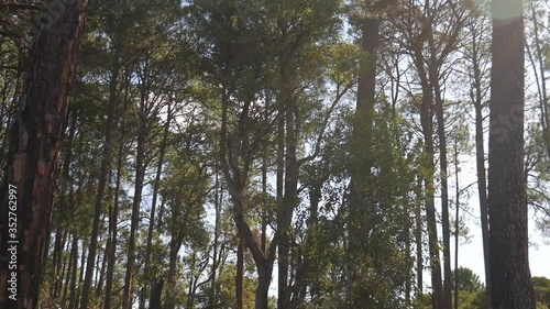 Combination of a slider and a tilt-up to reveal the Australian Pine Tree forest in Perth, Western Australia photo