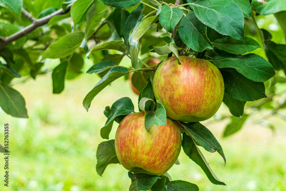 ripe apples honeycrisp on apple tree branch. ripe apples honeycrisp on apple tree branch.