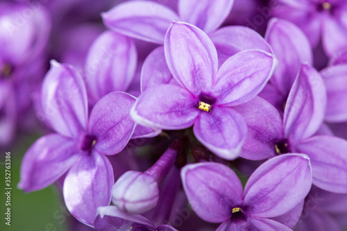 close up of violet flower