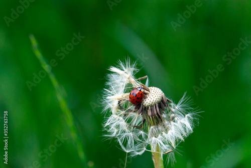 ladybird on plant closeup