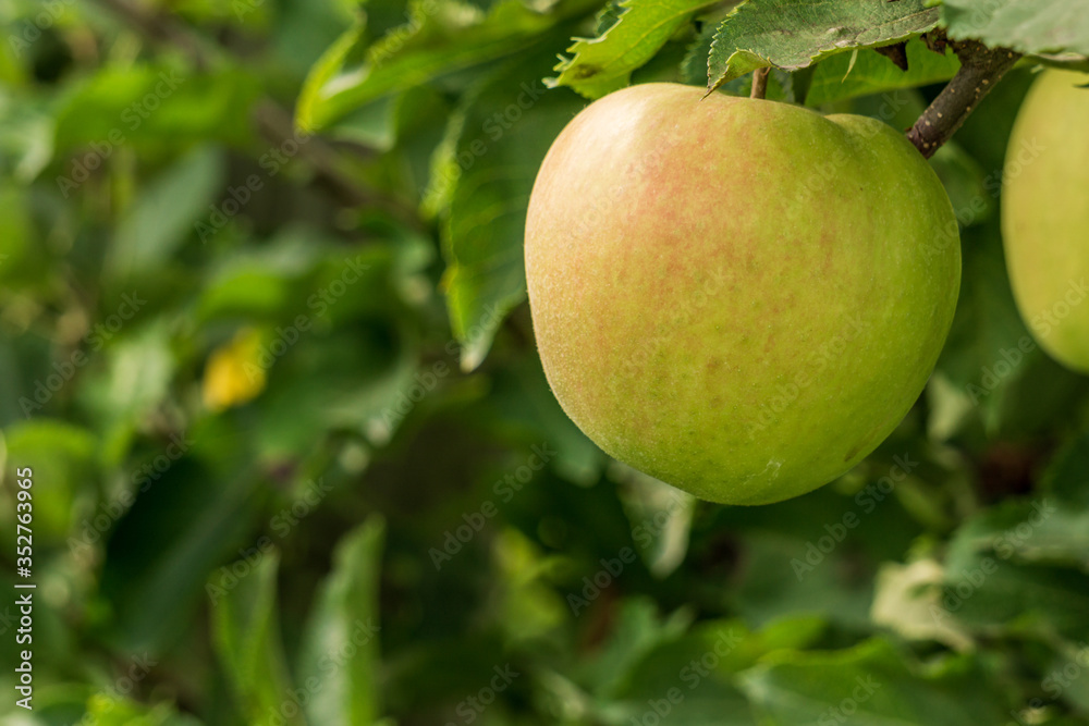 ripe jonagold apples on the tree branch closeup.