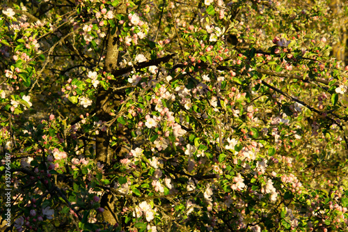 apple flowers. Green leaves of a tree, soft background, bright sunshine. Floral beauty of the spring season