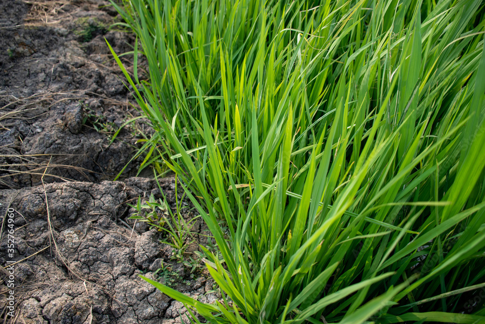 Top view of green grassland on fertile soil Top view of green grassland on fertile soil