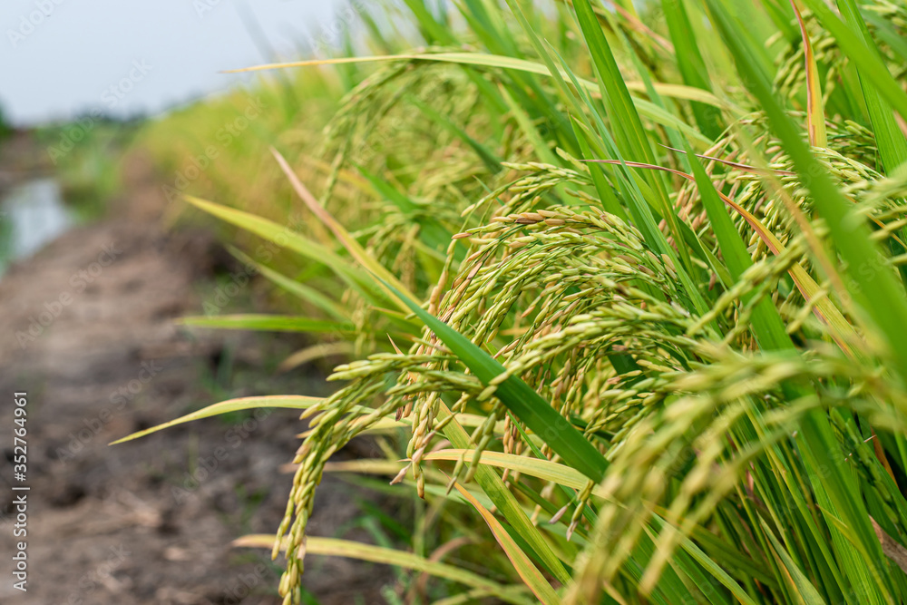 Green rice fields that are abundant in Thailand. Green rice fields that are abundant in Thailand.