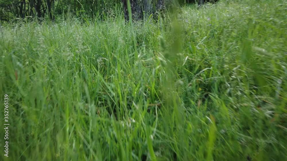 Kamerafahrt durch eine Wiese auf einen Baum zu Kamerafahrt durch eine Wiese auf einen Baum zu