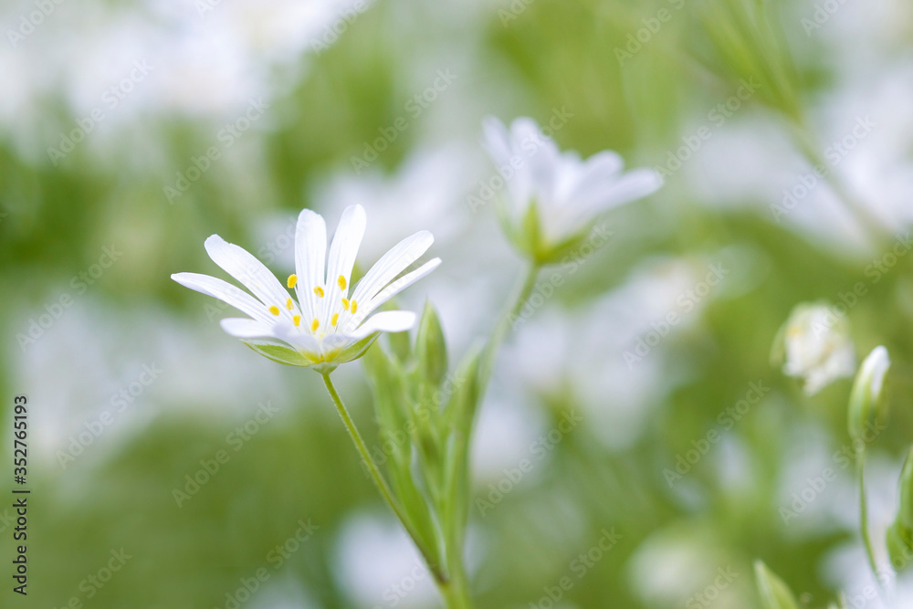 close up of white flower in the field close up of white flower in the field