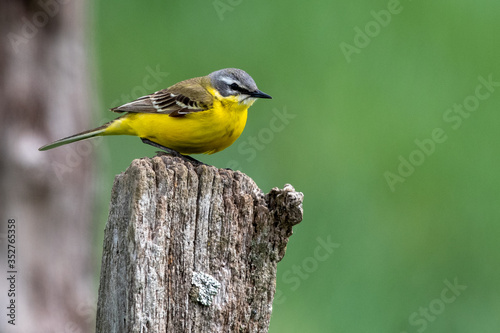 songbird yellow wagtail, Motacilla flava sitting on a fence post