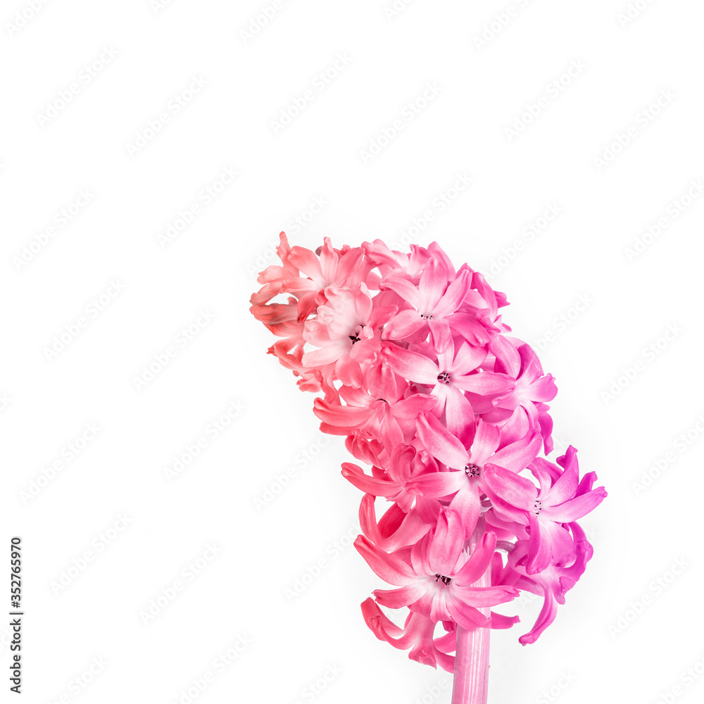 Obraz premium minimal flower composition. beautiful pink hyacinth on a white background close-up. square frame