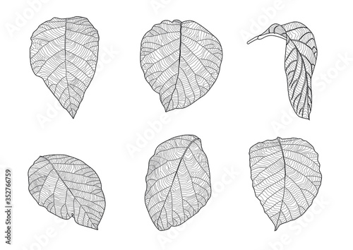 Line leaver teak single leaf and leaf pattern black Bring to color decorate on white background illustration  vector