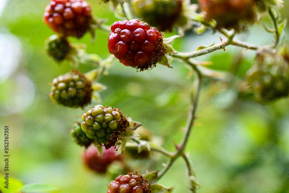 wild blackberry in seattle washington wild blackberry in seattle washington