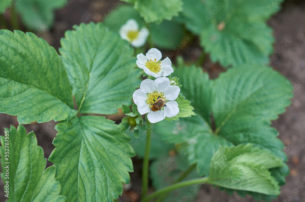strawberry blossom Bush in the garden in summer strawberry blossom Bush in the garden in summer