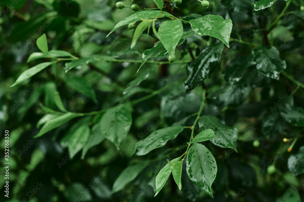 green leaves on cherry branches in the spring garden. close-up, selective focus green leaves on cherry branches in the spring garden. close-up, selective focus