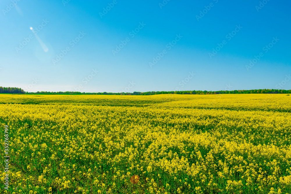 bright colorful spring and summer landscape for wallpaper. Yellow field of flowering rape against a blue sky with clouds. Natural landscape background with copy space