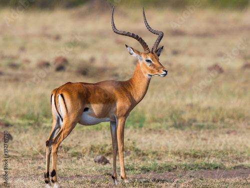Beautiful Impala on the savannah in Africa