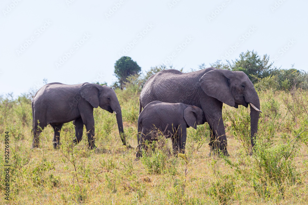 Obraz premium Elephants with a calf at the savannah Afrkanska