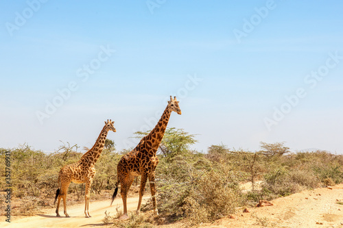 Giraffes standing among the bushes on the African savannah