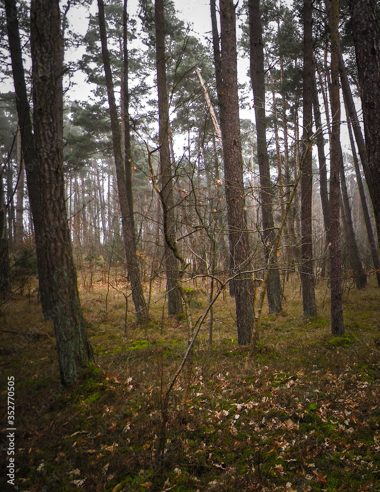 Fototapeta premium Pine forest, northern Poland.
