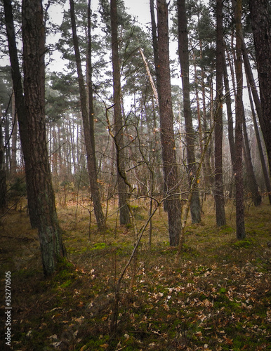 Fototapeta Naklejka Na Ścianę i Meble -  Pine forest, northern Poland.