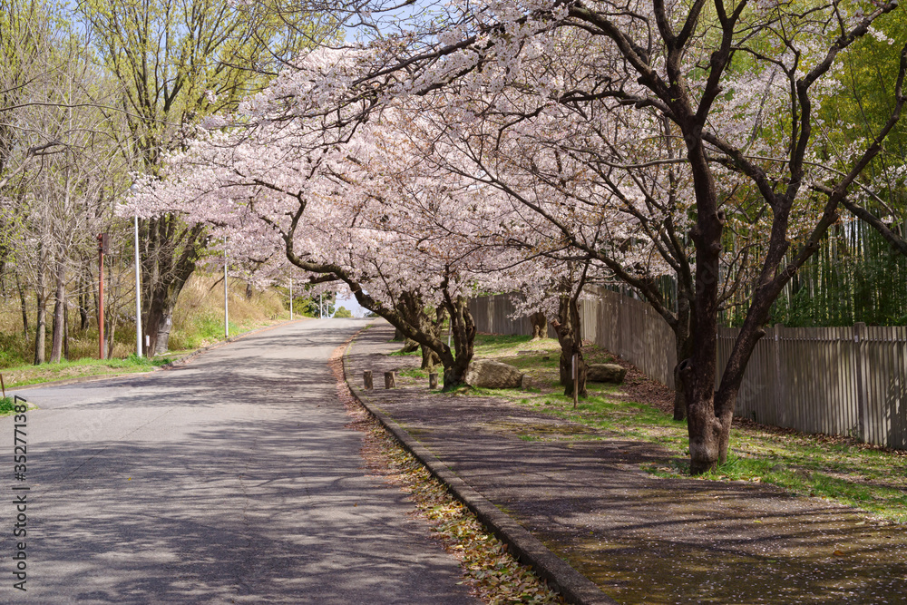 Obraz premium japan sakura :桜並木の坂道