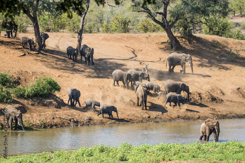 Elephants rushing to Shingwedzi River to drink in the late afternoon.