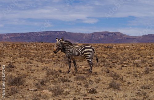 Zebras im Naturreservat im Augrabies Falls National Park S  dafrika