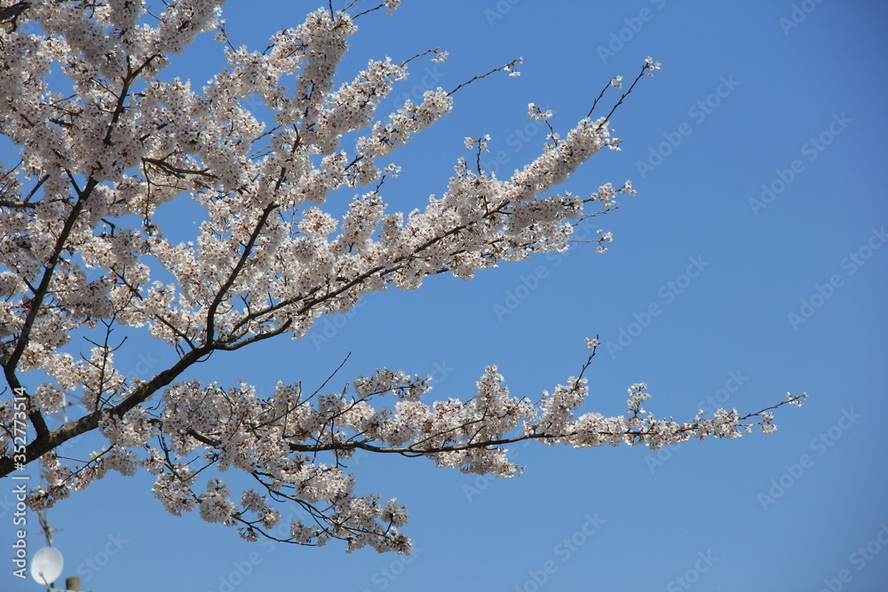 春の風景/満開の桜と青空