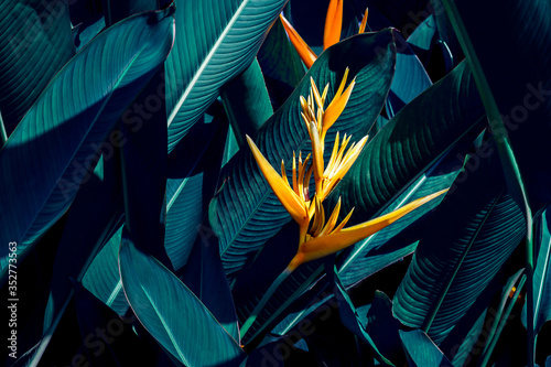 Fototapeta Naklejka Na Ścianę i Meble -  Dark green leaf in tropical jungle nature background