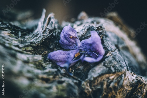 lilac flower on a tree trunk