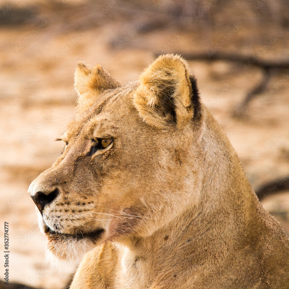 Head portrait of lioness in the Kalahari, Kgalagadi Park Head portrait of lioness in the Kalahari, Kgalagadi Park