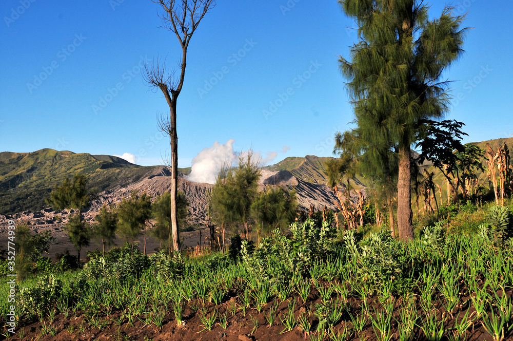 very beautiful natural scenery in the tourist area of BROMO - TENGGER, with a volcano that is well known throughout the world, namely BROMO MOUNTAIN very beautiful natural scenery in the tourist area of BROMO - TENGGER, with a volcano that is well known throughout the world, namely BROMO MOUNTAIN