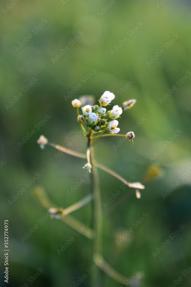 plant with small white flowers grows in the garden plant with small white flowers grows in the garden