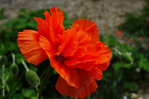 Large lush flowers of orange poppy on a background of green tall grass