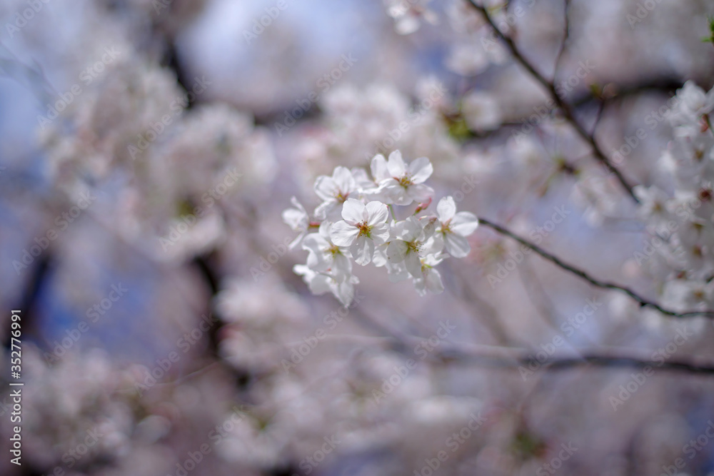 桜、サクラ、sakura