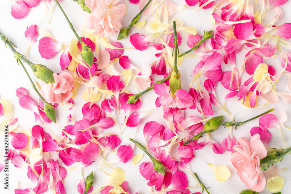 Pink Carnation Petals Texture, Dianthus or Schabaud Background Pink Carnation Petals Texture, Dianthus or Schabaud Background